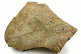 Cruziana (Fossil Trilobite Trackway) - Morocco #375456-1